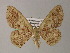  (Zythos AH03Ph - BC ZSM Lep 54431)  @11 [ ] CreativeCommons - Attribution Non-Commercial Share-Alike (2012) Axel Hausmann/Bavarian State Collection of Zoology (ZSM) SNSB, Zoologische Staatssammlung Muenchen