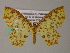  (Polynesia truncapex - BC ZSM Lep 54435)  @11 [ ] CreativeCommons - Attribution Non-Commercial Share-Alike (2012) Axel Hausmann/Bavarian State Collection of Zoology (ZSM) SNSB, Zoologische Staatssammlung Muenchen