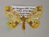  ( - BC ZSM Lep 54440)  @11 [ ] CreativeCommons - Attribution Non-Commercial Share-Alike (2012) Axel Hausmann/Bavarian State Collection of Zoology (ZSM) SNSB, Zoologische Staatssammlung Muenchen