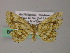  ( - BC ZSM Lep 54443)  @11 [ ] CreativeCommons - Attribution Non-Commercial Share-Alike (2012) Axel Hausmann/Bavarian State Collection of Zoology (ZSM) SNSB, Zoologische Staatssammlung Muenchen