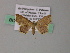  ( - BC ZSM Lep 54472)  @11 [ ] CreativeCommons - Attribution Non-Commercial Share-Alike (2012) Axel Hausmann/Bavarian State Collection of Zoology (ZSM) SNSB, Zoologische Staatssammlung Muenchen