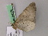  (Horisme AH01Ch - BC ZSM Lep 54486)  @12 [ ] CreativeCommons - Attribution Non-Commercial Share-Alike (2012) Axel Hausmann/Bavarian State Collection of Zoology (ZSM) SNSB, Zoologische Staatssammlung Muenchen
