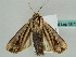  (Lepidodelta stolifera - BC ZSM Lep 56727)  @13 [ ] CreativeCommons - Attribution Non-Commercial Share-Alike (2012) Axel Hausmann/Bavarian State Collection of Zoology (ZSM) SNSB, Zoologische Staatssammlung Muenchen