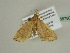  ( - BC ZSM Lep 56780)  @12 [ ] CreativeCommons - Attribution Non-Commercial Share-Alike (2012) Axel Hausmann/Bavarian State Collection of Zoology (ZSM) SNSB, Zoologische Staatssammlung Muenchen