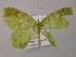 ( - BC ZSM Lep 57338)  @13 [ ] CreativeCommons - Attribution Non-Commercial Share-Alike (2012) Axel Hausmann/Bavarian State Collection of Zoology (ZSM) SNSB, Zoologische Staatssammlung Muenchen