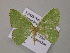  ( - BC ZSM Lep 57348)  @13 [ ] CreativeCommons - Attribution Non-Commercial Share-Alike (2012) Axel Hausmann/Bavarian State Collection of Zoology (ZSM) SNSB, Zoologische Staatssammlung Muenchen
