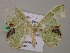  ( - BC ZSM Lep 57349)  @12 [ ] CreativeCommons - Attribution Non-Commercial Share-Alike (2012) Axel Hausmann/Bavarian State Collection of Zoology (ZSM) SNSB, Zoologische Staatssammlung Muenchen