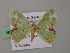  ( - BC ZSM Lep 57350)  @12 [ ] CreativeCommons - Attribution Non-Commercial Share-Alike (2012) Axel Hausmann/Bavarian State Collection of Zoology (ZSM) SNSB, Zoologische Staatssammlung Muenchen