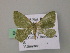 ( - BC ZSM Lep 57355)  @13 [ ] CreativeCommons - Attribution Non-Commercial Share-Alike (2012) Axel Hausmann/Bavarian State Collection of Zoology (ZSM) SNSB, Zoologische Staatssammlung Muenchen