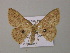  (Cyclophora AH01Vi - BC ZSM Lep 57358)  @13 [ ] CreativeCommons - Attribution Non-Commercial Share-Alike (2012) Axel Hausmann/Bavarian State Collection of Zoology (ZSM) SNSB, Zoologische Staatssammlung Muenchen