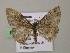  ( - BC ZSM Lep 57370)  @13 [ ] CreativeCommons - Attribution Non-Commercial Share-Alike (2012) Axel Hausmann/Bavarian State Collection of Zoology (ZSM) SNSB, Zoologische Staatssammlung Muenchen