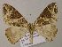  (Ecliptopera AH01Vi - BC ZSM Lep 57373)  @14 [ ] CreativeCommons - Attribution Non-Commercial Share-Alike (2012) Axel Hausmann/Bavarian State Collection of Zoology (ZSM) SNSB, Zoologische Staatssammlung Muenchen