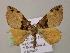  ( - BC ZSM Lep 57374)  @12 [ ] CreativeCommons - Attribution Non-Commercial Share-Alike (2012) Axel Hausmann/Bavarian State Collection of Zoology (ZSM) SNSB, Zoologische Staatssammlung Muenchen