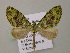  (Tristeirometa AH01Vi - BC ZSM Lep 57375)  @13 [ ] CreativeCommons - Attribution Non-Commercial Share-Alike (2012) Axel Hausmann/Bavarian State Collection of Zoology (ZSM) SNSB, Zoologische Staatssammlung Muenchen