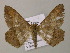  ( - BC ZSM Lep 57378)  @12 [ ] CreativeCommons - Attribution Non-Commercial Share-Alike (2012) Axel Hausmann/Bavarian State Collection of Zoology (ZSM) SNSB, Zoologische Staatssammlung Muenchen
