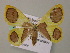  ( - BC ZSM Lep 57416)  @14 [ ] CreativeCommons - Attribution Non-Commercial Share-Alike (2012) Axel Hausmann/Bavarian State Collection of Zoology (ZSM) SNSB, Zoologische Staatssammlung Muenchen
