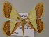  (Plutodes exquisita - BC ZSM Lep 57417)  @14 [ ] CreativeCommons - Attribution Non-Commercial Share-Alike (2012) Axel Hausmann/Bavarian State Collection of Zoology (ZSM) SNSB, Zoologische Staatssammlung Muenchen