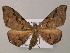  (Hypochrosis baenzigeriAH01Vi - BC ZSM Lep 57427)  @12 [ ] CreativeCommons - Attribution Non-Commercial Share-Alike (2012) Axel Hausmann/Bavarian State Collection of Zoology (ZSM) SNSB, Zoologische Staatssammlung Muenchen