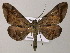 (Hypochrosis baenzigeriAH02Vi - BC ZSM Lep 57428)  @14 [ ] CreativeCommons - Attribution Non-Commercial Share-Alike (2012) Axel Hausmann/Bavarian State Collection of Zoology (ZSM) SNSB, Zoologische Staatssammlung Muenchen