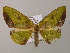  (Hypochrosis AH02Vi - BC ZSM Lep 57430)  @12 [ ] CreativeCommons - Attribution Non-Commercial Share-Alike (2012) Axel Hausmann/Bavarian State Collection of Zoology (ZSM) SNSB, Zoologische Staatssammlung Muenchen