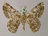  ( - BC ZSM Lep 58192)  @11 [ ] CreativeCommons - Attribution Non-Commercial Share-Alike (2012) Axel Hausmann/Bavarian State Collection of Zoology (ZSM) SNSB, Zoologische Staatssammlung Muenchen