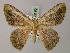  ( - BC ZSM Lep 58193)  @11 [ ] CreativeCommons - Attribution Non-Commercial Share-Alike (2012) Axel Hausmann/Bavarian State Collection of Zoology (ZSM) SNSB, Zoologische Staatssammlung Muenchen
