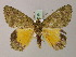  ( - BC ZSM Lep 58216)  @14 [ ] CreativeCommons - Attribution Non-Commercial Share-Alike (2012) Axel Hausmann/Bavarian State Collection of Zoology (ZSM) SNSB, Zoologische Staatssammlung Muenchen