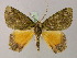  (Dindica alaopis - BC ZSM Lep 58217)  @14 [ ] CreativeCommons - Attribution Non-Commercial Share-Alike (2012) Axel Hausmann/Bavarian State Collection of Zoology (ZSM) SNSB, Zoologische Staatssammlung Muenchen