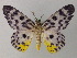  (Dysphania malayana - BC ZSM Lep 58222)  @14 [ ] CreativeCommons - Attribution Non-Commercial Share-Alike (2012) Axel Hausmann/Bavarian State Collection of Zoology (ZSM) SNSB, Zoologische Staatssammlung Muenchen