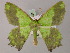  (Agathia MS04 - BC ZSM Lep 58231)  @15 [ ] CreativeCommons - Attribution Non-Commercial Share-Alike (2012) Axel Hausmann/Bavarian State Collection of Zoology (ZSM) SNSB, Zoologische Staatssammlung Muenchen