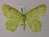  ( - BC ZSM Lep 58248)  @13 [ ] CreativeCommons - Attribution Non-Commercial Share-Alike (2012) Axel Hausmann/Bavarian State Collection of Zoology (ZSM) SNSB, Zoologische Staatssammlung Muenchen