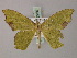  ( - BC ZSM Lep 58250)  @13 [ ] CreativeCommons - Attribution Non-Commercial Share-Alike (2012) Axel Hausmann/Bavarian State Collection of Zoology (ZSM) SNSB, Zoologische Staatssammlung Muenchen