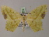  ( - BC ZSM Lep 58251)  @11 [ ] CreativeCommons - Attribution Non-Commercial Share-Alike (2012) Axel Hausmann/Bavarian State Collection of Zoology (ZSM) SNSB, Zoologische Staatssammlung Muenchen