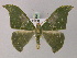  ( - BC ZSM Lep 58258)  @13 [ ] CreativeCommons - Attribution Non-Commercial Share-Alike (2012) Axel Hausmann/Bavarian State Collection of Zoology (ZSM) SNSB, Zoologische Staatssammlung Muenchen