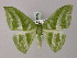  (Mixochlora argentifusaAH01 - BC ZSM Lep 58266)  @13 [ ] CreativeCommons - Attribution Non-Commercial Share-Alike (2012) Axel Hausmann/Bavarian State Collection of Zoology (ZSM) SNSB, Zoologische Staatssammlung Muenchen