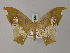  ( - BC ZSM Lep 58268)  @13 [ ] CreativeCommons - Attribution Non-Commercial Share-Alike (2012) Axel Hausmann/Bavarian State Collection of Zoology (ZSM) SNSB, Zoologische Staatssammlung Muenchen