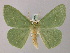  (Geometra herbacearia - BC ZSM Lep 58270)  @14 [ ] CreativeCommons - Attribution Non-Commercial Share-Alike (2012) Axel Hausmann/Bavarian State Collection of Zoology (ZSM) SNSB, Zoologische Staatssammlung Muenchen