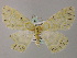  ( - BC ZSM Lep 58281)  @13 [ ] CreativeCommons - Attribution Non-Commercial Share-Alike (2012) Axel Hausmann/Bavarian State Collection of Zoology (ZSM) SNSB, Zoologische Staatssammlung Muenchen