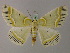  (Iotaphora admirabilis - BC ZSM Lep 58282)  @14 [ ] CreativeCommons - Attribution Non-Commercial Share-Alike (2012) Axel Hausmann/Bavarian State Collection of Zoology (ZSM) SNSB, Zoologische Staatssammlung Muenchen