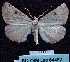  ( - BC ZSM Lep 64462)  @12 [ ] Copyright (2012) Axel Hausmann/Bavarian State Collection of Zoology (ZSM) SNSB, Zoologische Staatssammlung Muenchen