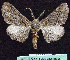  ( - BC ZSM Lep 64468)  @12 [ ] Copyright (2012) Axel Hausmann/Bavarian State Collection of Zoology (ZSM) SNSB, Zoologische Staatssammlung Muenchen