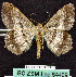  ( - BC ZSM Lep 64469)  @13 [ ] Copyright (2012) Axel Hausmann/Bavarian State Collection of Zoology (ZSM) SNSB, Zoologische Staatssammlung Muenchen