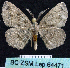  ( - BC ZSM Lep 64471)  @13 [ ] Copyright (2012) Axel Hausmann/Bavarian State Collection of Zoology (ZSM) SNSB, Zoologische Staatssammlung Muenchen