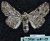  ( - BC ZSM Lep 64472)  @14 [ ] CreativeCommons - Attribution Non-Commercial Share-Alike (2012) Axel Hausmann/Bavarian State Collection of Zoology (ZSM) SNSB, Zoologische Staatssammlung Muenchen