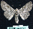  ( - BC ZSM Lep 64473)  @14 [ ] CreativeCommons - Attribution Non-Commercial Share-Alike (2012) Axel Hausmann/Bavarian State Collection of Zoology (ZSM) SNSB, Zoologische Staatssammlung Muenchen