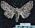  ( - BC ZSM Lep 64474)  @14 [ ] CreativeCommons - Attribution Non-Commercial Share-Alike (2012) Axel Hausmann/Bavarian State Collection of Zoology (ZSM) SNSB, Zoologische Staatssammlung Muenchen