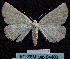  ( - BC ZSM Lep 64480)  @12 [ ] Copyright (2012) Axel Hausmann/Bavarian State Collection of Zoology (ZSM) SNSB, Zoologische Staatssammlung Muenchen
