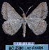  ( - BC ZSM Lep 64481)  @13 [ ] Copyright (2012) Axel Hausmann/Bavarian State Collection of Zoology (ZSM) SNSB, Zoologische Staatssammlung Muenchen