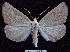  ( - BC ZSM Lep 64483)  @12 [ ] Copyright (2012) Axel Hausmann/Bavarian State Collection of Zoology (ZSM) SNSB, Zoologische Staatssammlung Muenchen