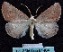  ( - BC ZSM Lep 64484)  @12 [ ] Copyright (2012) Axel Hausmann/Bavarian State Collection of Zoology (ZSM) SNSB, Zoologische Staatssammlung Muenchen